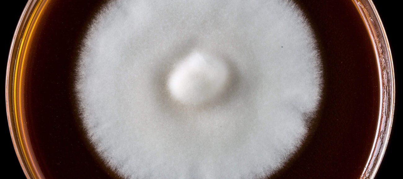 AOAC 955.17: A Guide to Assess Fungicidal Activity of a Disinfectant