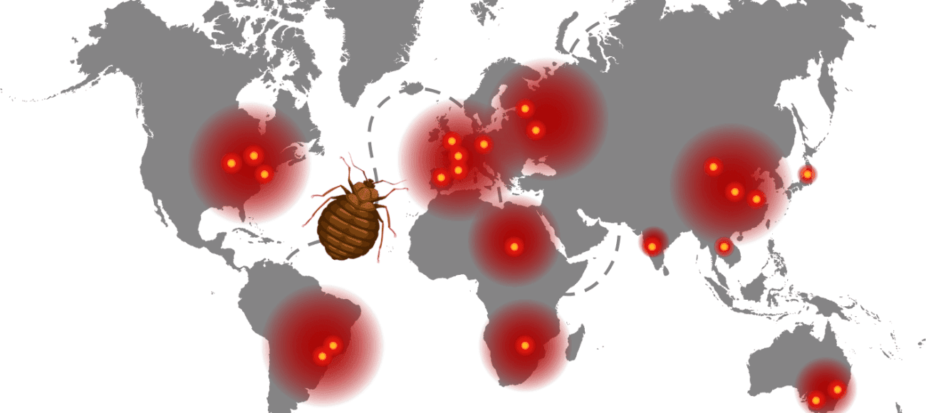 Bed bug infestations