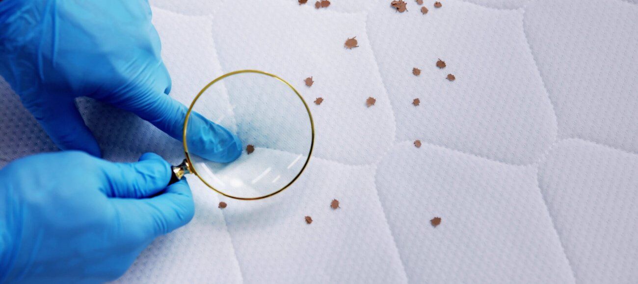 Costs Involved in Professional Bed Bugs Detection and Extermination