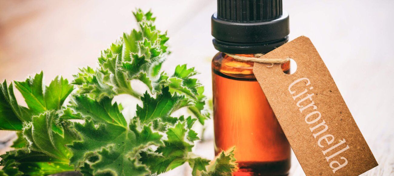 Testing Natural Mosquito Repellents: Efficacy and Safety Evaluations