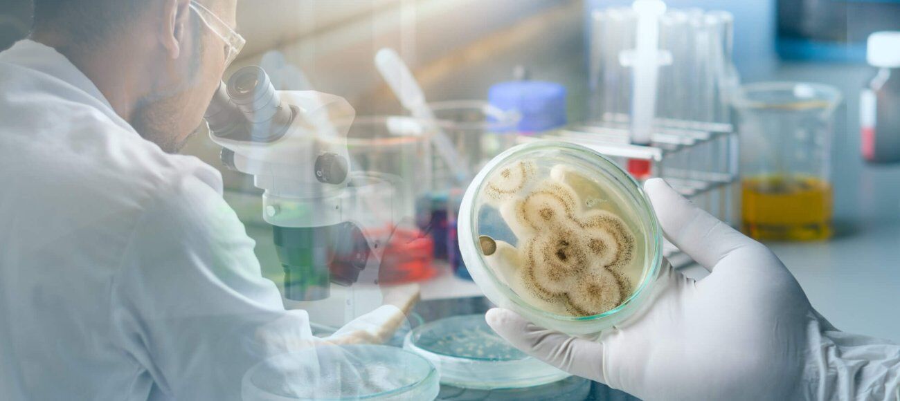 A scientist examining a petri dish with fungal colonies in a laboratory setting, with a microscope and other lab equipment in the background.